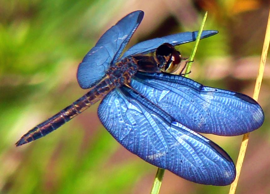 a blue-winged dragonfly