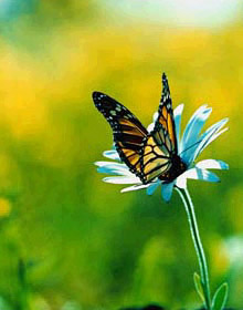 A butterfly image