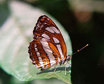 Neptis Butterfly